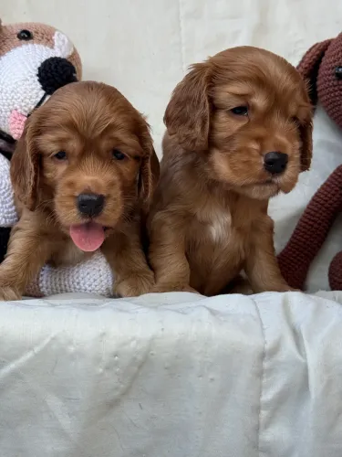 Cocker Spaniel Meninos