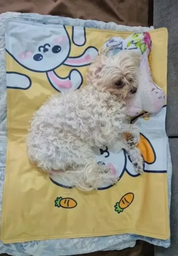 Tapete Gelado Pet C/ Gel