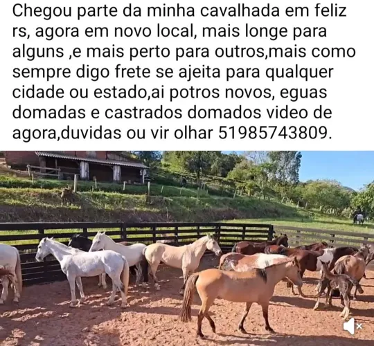 Tenho muitos cavalos a disposição