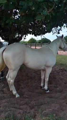 Cavalo cremelo