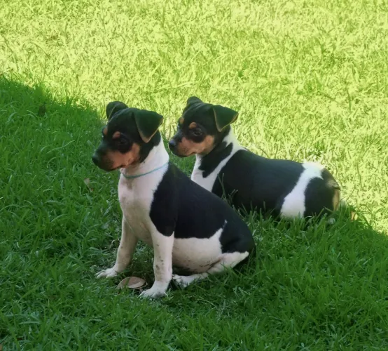 Terrier Brasileiro filhotes