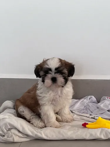 FILHOTE DE SHIHTZU 10x