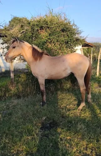 Potra Quarto de Milha