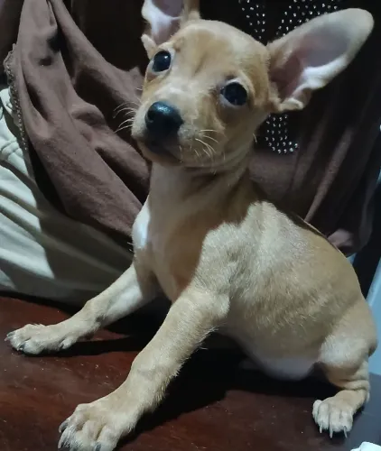 PINSCHER MACHO