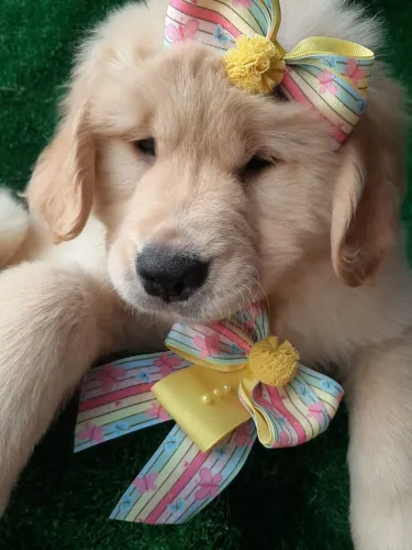 Filhotes Fêmea e macho Golden Retriever disponível