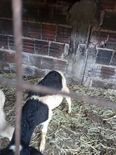 Vendo casal de carneiro