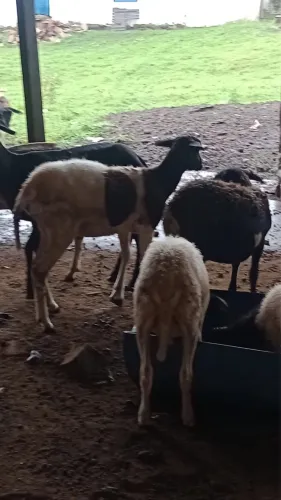 Cabras adultas unidade 