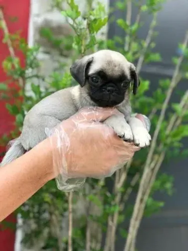 Orelhinhas dobradas e muito amor: Filhotes de Pug fofinhos!