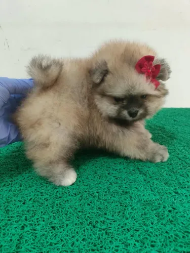 Pomerania fêmea 