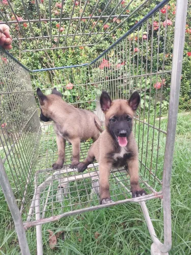 Vende-se lindos filhotes de pastor belga malinóis 