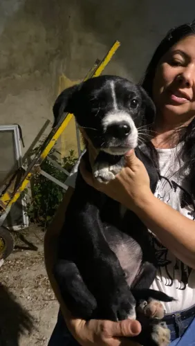 Filhote de cachorro para adoção