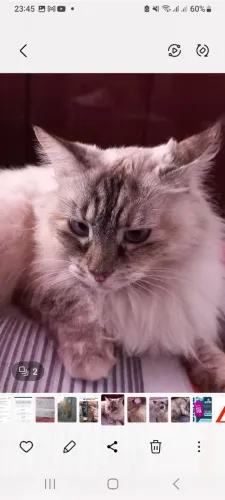 GATINHA PRA DOAÇÃO