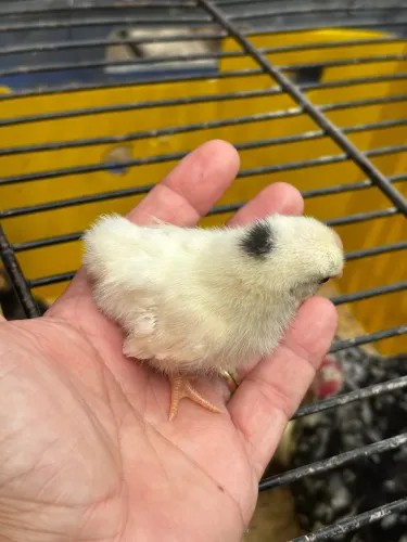 Animais de estimação 