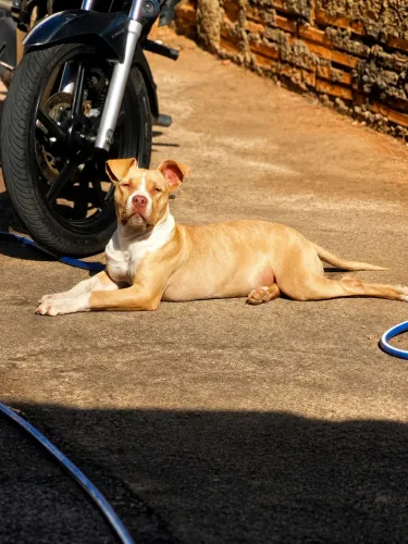 Vendo filhote Pit bull 6 meses fêmea