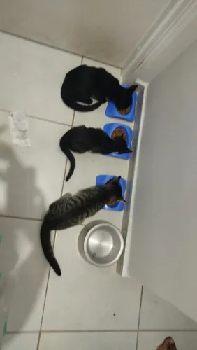 Doação filhote de gato macho 