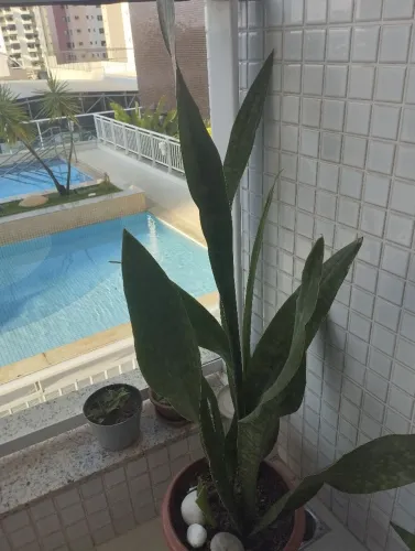 Espada  coroa dinamarquesa 