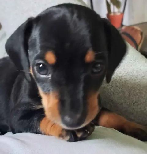 Dachshund/Salsicha