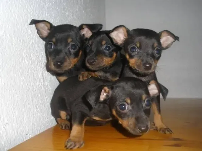 Pinscher
