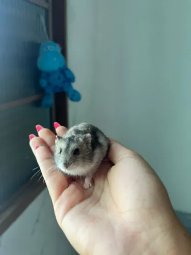 Hamster macho 