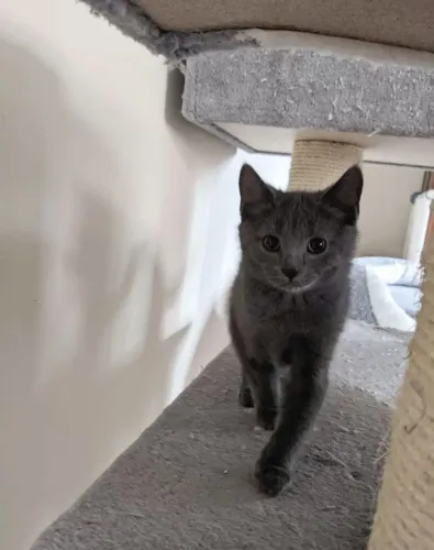 Gatinho Russian Blue Azul Russo 60 dias Macho