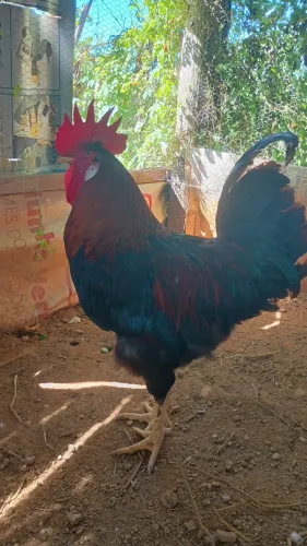 Frango GSB