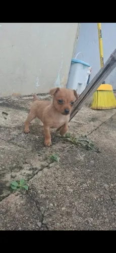 Vendo pinscher femea