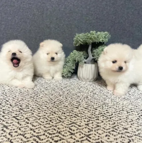 Cachorro Spitz Alemao filhote disponivel ultima ninhada do mes
