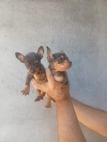 Pinscher Porte Pequeno