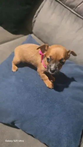 Vendo filhotes de Pinscher 