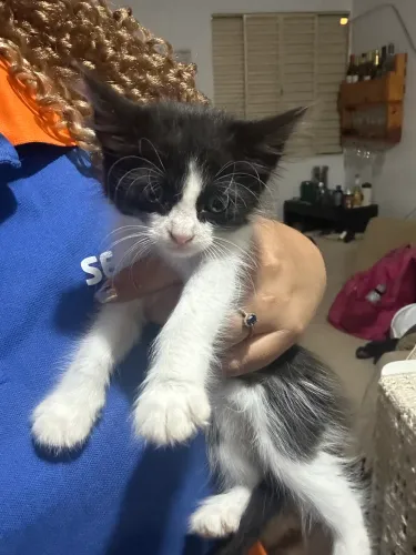 Gatinhos para doação
