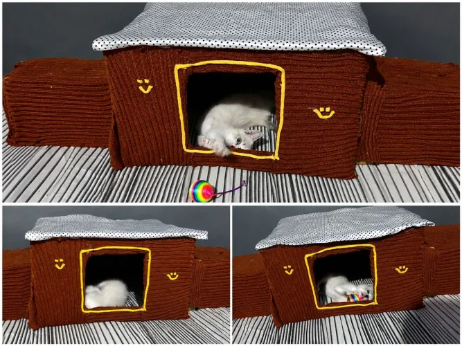 Casinha de Papelão para Gatos ?