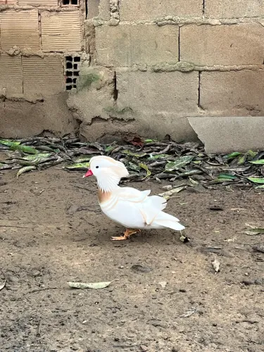 Marreco Mandarim