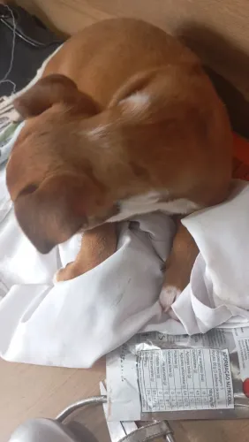 Vende-se filhote de pitbull