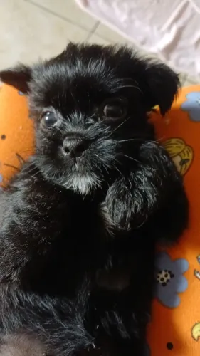 Cachorro