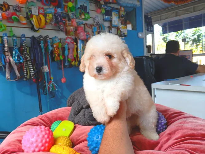 Poodle machinho disponível