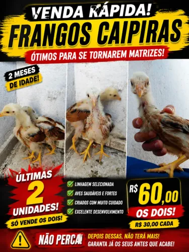 FRANGO CAIPIRA 2 MESES - LINHAGEM EXCELENTE | ÚLTIMAS 2 UNIDADES!