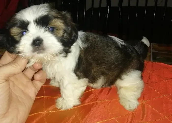 Lhasa Apso,Lhasa Apso Filhote Selecionado Alta Procedência