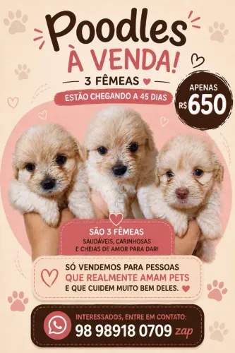 Poodles a venda