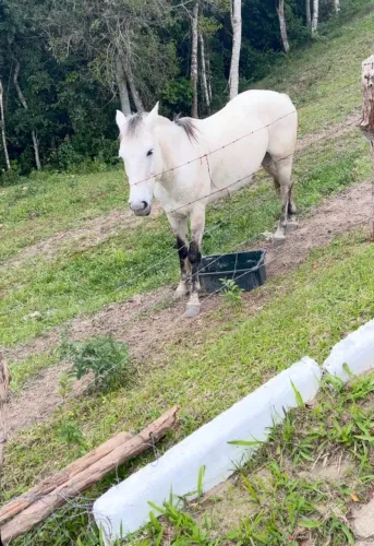Cavalo criolo 7 anos mestre no laço