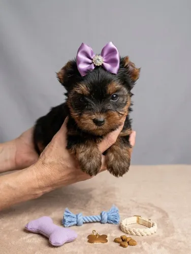 Da pra ser feliz sem ter um cachorro? até da, mais perde toda graça