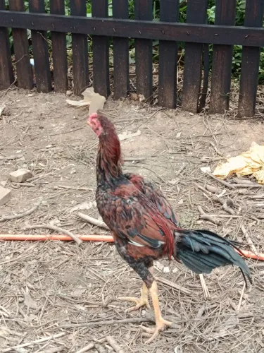 Frango endiano . De boa procedência. 60 pra vender logo. Não abaixo o valor 
