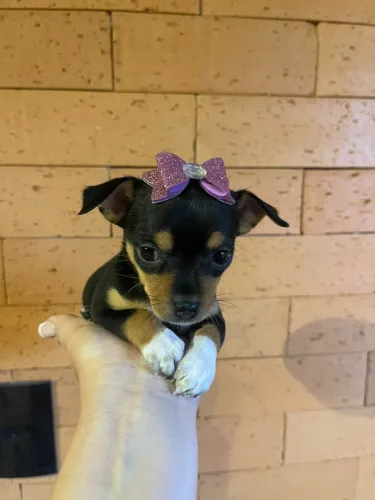 Pinscher fêmea 