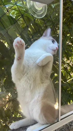 Adoção responsável 2 gatos