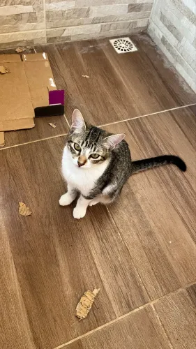 Gatinha castrada adoção