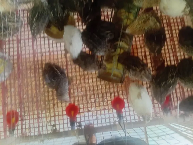 Codornas gigante