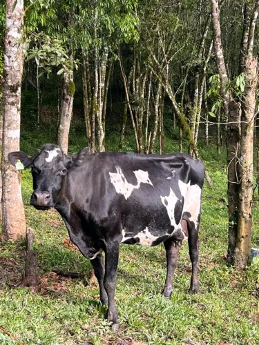 Vaca de leite holandesa