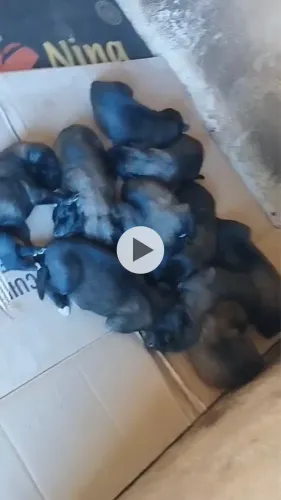 Filhotes de pastor belga malinois 