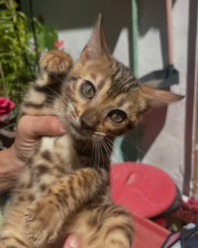 Bengal exóticos a pronta entrega/ Pedigree/ educadinhos/ vacinados