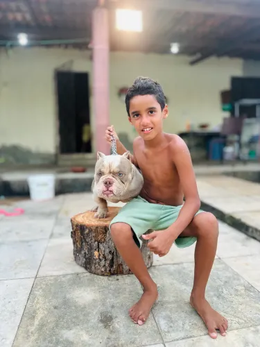 American Bully