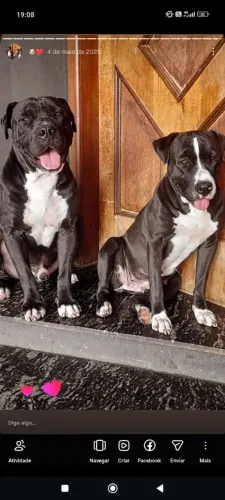 Filhote de Pit Bull 